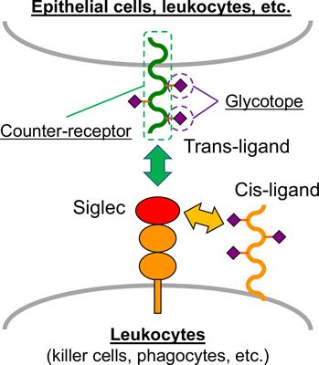 Recent Progress in the Methodologies to Identify Physiological Ligands of Siglecs